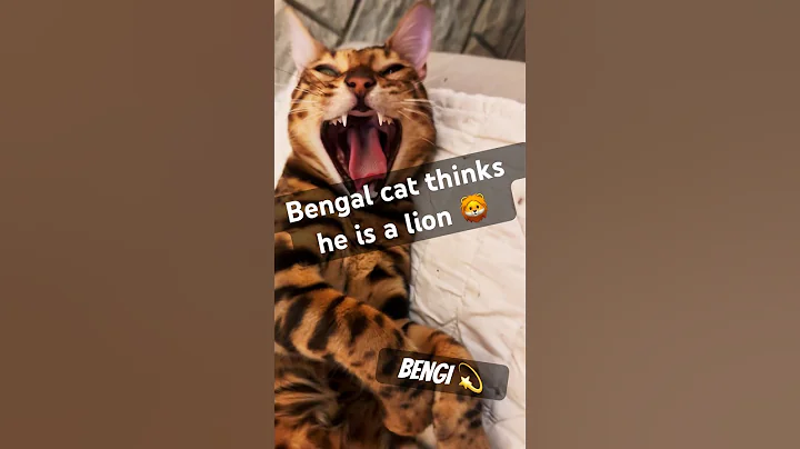 Video 10284371: bengalcat cutecat, bengal cat, cat lion, cat funnycats