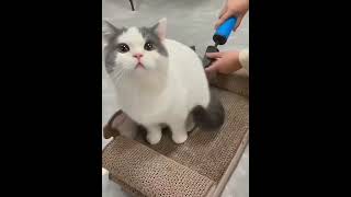 Stupid Cute Kitten #Pets #Cat #Cutecat #Funnycats #Shorts
