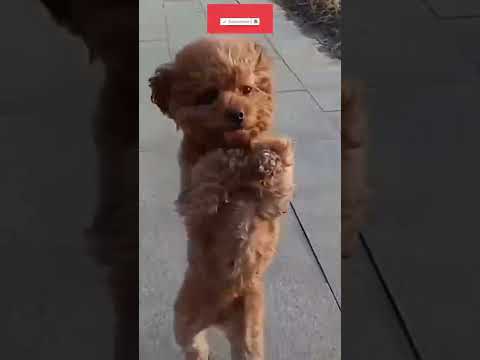 نط و نط شنقليلي سونا