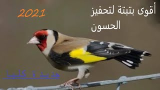 بتبتة لتشجيع الحسون على الجهوزية و التغريد جديدا كليا  batbata hassoun batbata hason