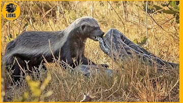 Honey Badger Bites Python, The Painful Ending | Animal Fighting