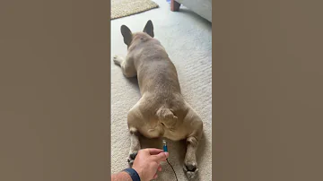 French Bulldog Fart 
