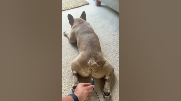 French bulldog fart