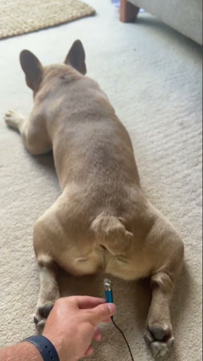 French bulldog fart