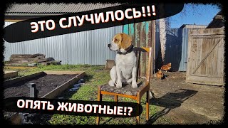 НАЧИНАЮЩИЙ КРОЛИКОВОД ИЛИ ПУШИСТЫЕ ПРИКЛЮЧЕНИЯ!