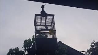 STORY WA || BURUNG PLECI