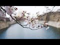 precious翻唱(原唱:牧野由依)