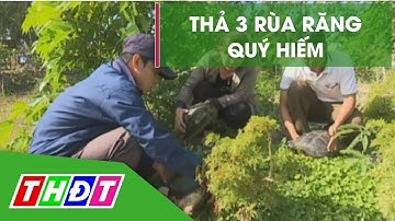 Thả 3 con rùa răng quý hiếm về tự nhiên | THDT