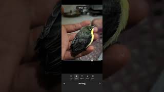 Lightroom photo editing #shortsfeed #shorts #viral #trending #viral