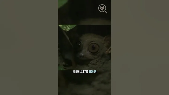 Why Do Tarsiers Have Such Huge Eyes?