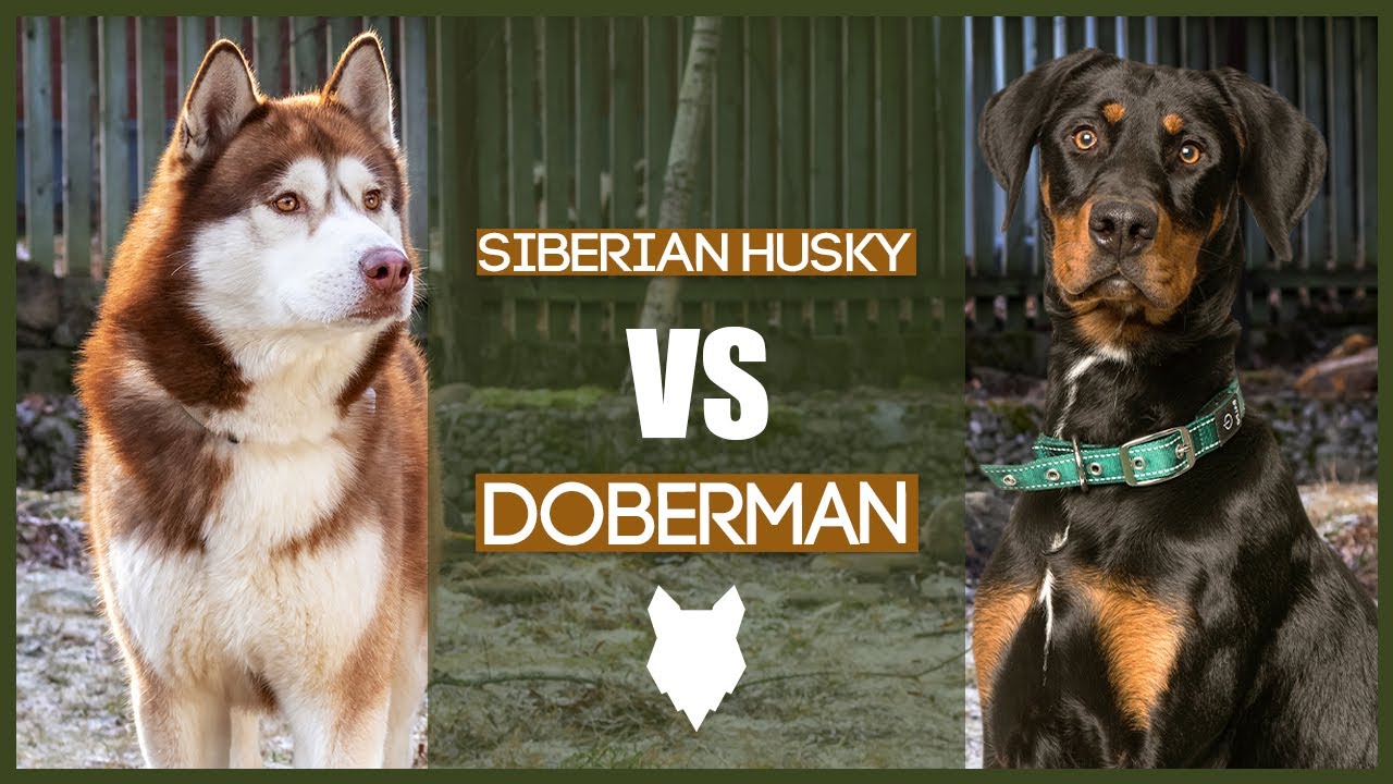 can a husky beat a doberman? 2