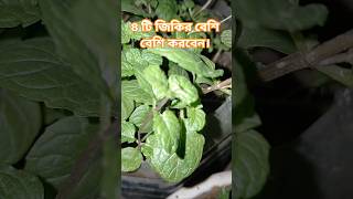 ৪টি জিকির বেশি বেশি করবেন #shorts #islamicshorts #gardening #,,,°°