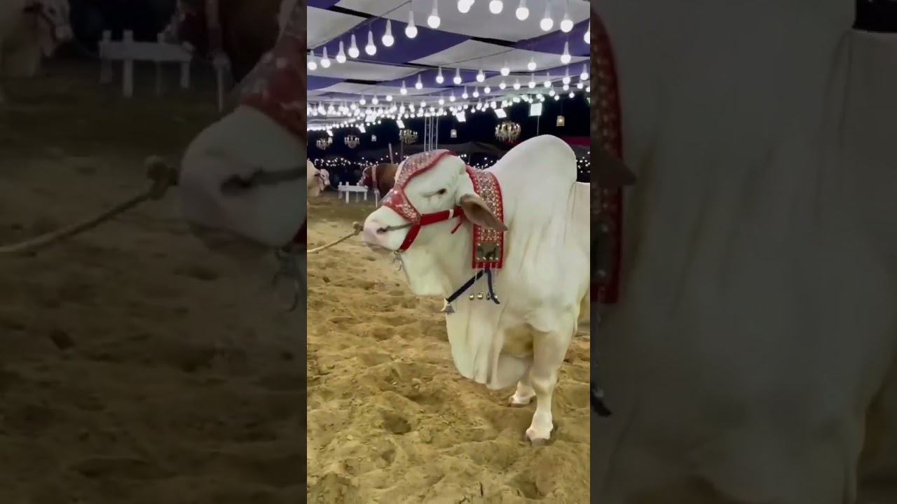 Bull beauty Heavy Bull | Nukhra | Naaf jhaalar | 😍👌💕💕