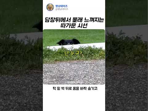 #Shorts #강아지 #댕댕이 #시선강탈 #반전 #웃긴영상숨 막히는 시선... 너 대체 누구야? thumbnail