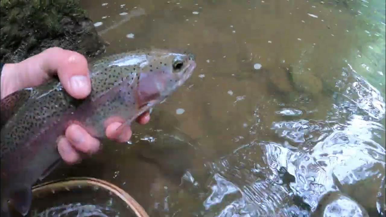 2022 PA Trout Fishing (Ohiopyle) YouTube