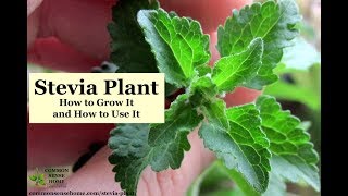 How to make Homemade Stevia Extract