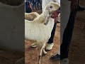 جودبور، راجستان باكراماندي