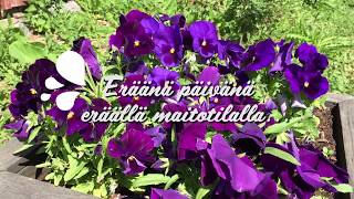 Boom Maitotilalla Räjähtää