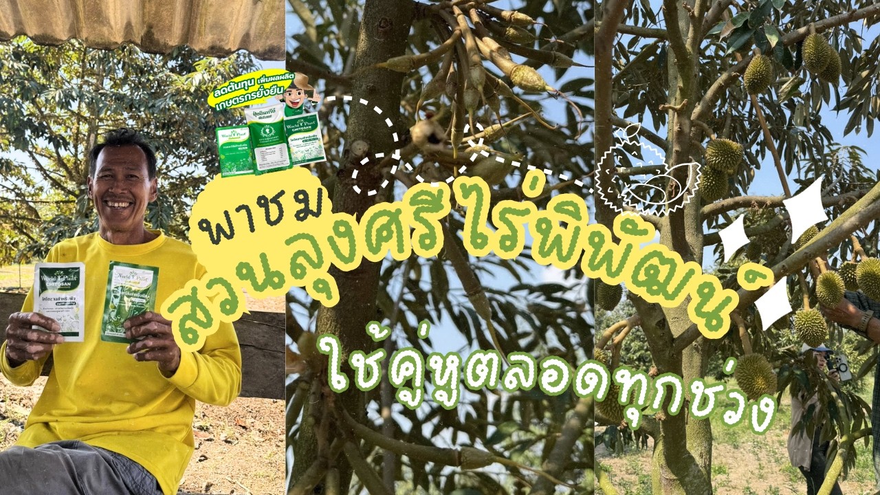 หางแย้ร่วงต้องตกใจไหม? ไปดูของจริงที่สวนลุงศรี จันทบุรี