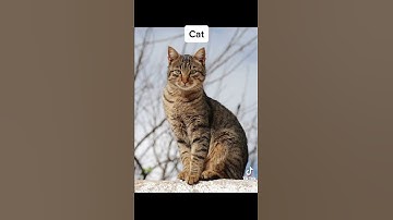 Modern Animals If They Looked Like Dinosaurs 🦖 #shorts