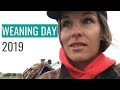 Weaning Day 2019 | Sorting the cows and calves