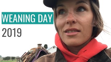 Weaning Day 2019 | Sorting the cows and calves