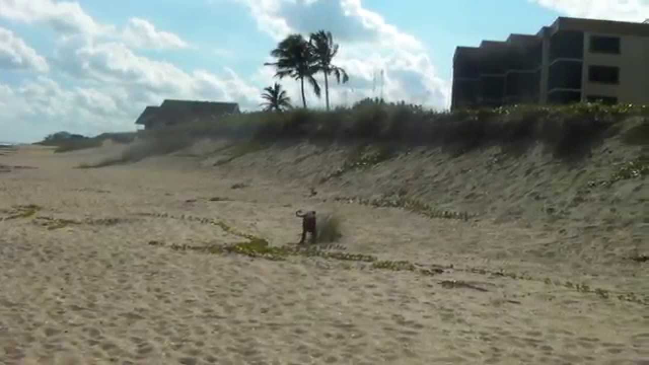 Nothing Says Happiness Like Peeing On The Beach YouTube nothing-says-happiness-like-peeing-on-the-beach-youtube