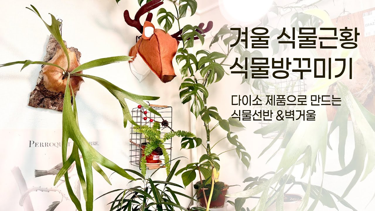 겨울식물방 식물근황/ 식물벽데코 /식물수형 전후비교