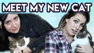 I GOT A MUNCHKIN CAT feat Safiya Nygaard Pets 101