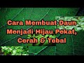 Cara membuat daun lebih hijau pekat cerah  tebal