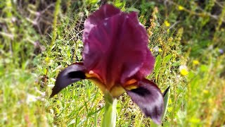 Crimson Iris (⤵️)