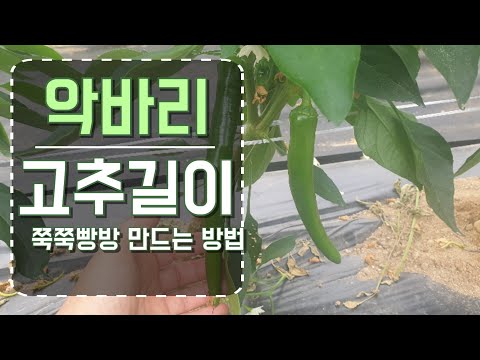 쭉쭉 빵빵 고추들 고추 크기는  얼마가 적당할까요?