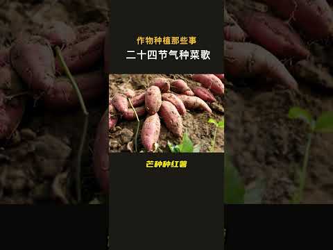 24节气种菜口诀，应季菜味道更好 #種菜小技巧