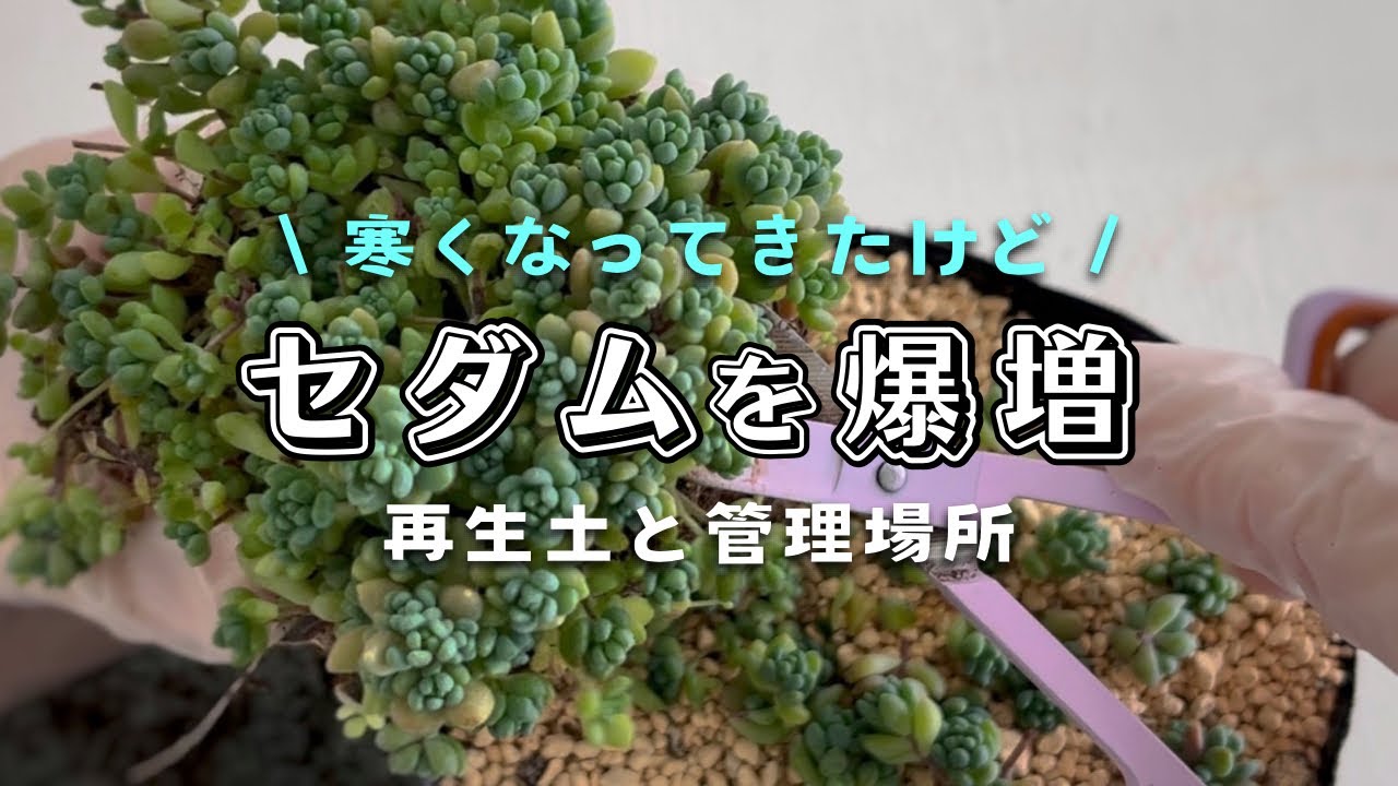 寒くなってきたけどセダムを増やす| 秋冬の管理場所と再生土 | 多肉