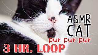 ASMR Cat Purring #2 (3 HOUR LOOP)