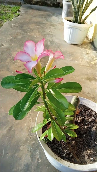 Bunga Terompet Ala ala korea