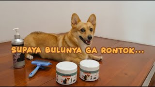 #74 Cara Mengatasi Bulu Rontok pada Anjing | LUNA HAPPY FAMILY | Indonesia by LUNA HAPPY FAMILY 13,875 views 2 years ago 6 minutes, 1 second