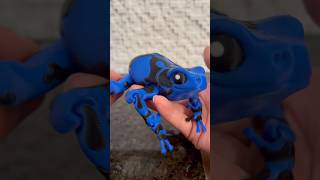 3d printed Darcy the Poison Dart Frog from ​⁠@stlflix #3dprinting #bambulab #frog