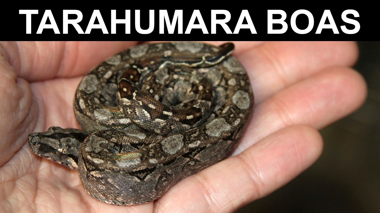 Tarahuamara Dwarf Boa Litter Update