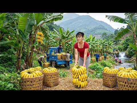 Banana Harvesting by 3-Wheeled Truck | Huge Golden Banana Load to Countryside Market