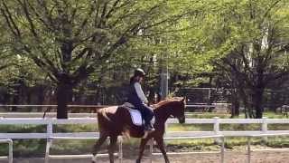 ビリーザキッド新馬調教73日目① 20150402
