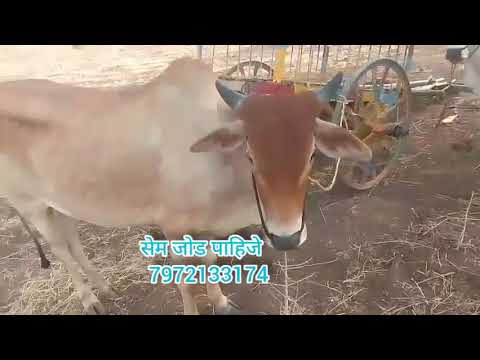 गावरान गोरे विकणे आहे l #trending #बैलबाजार #पुसदबैलबाजार 