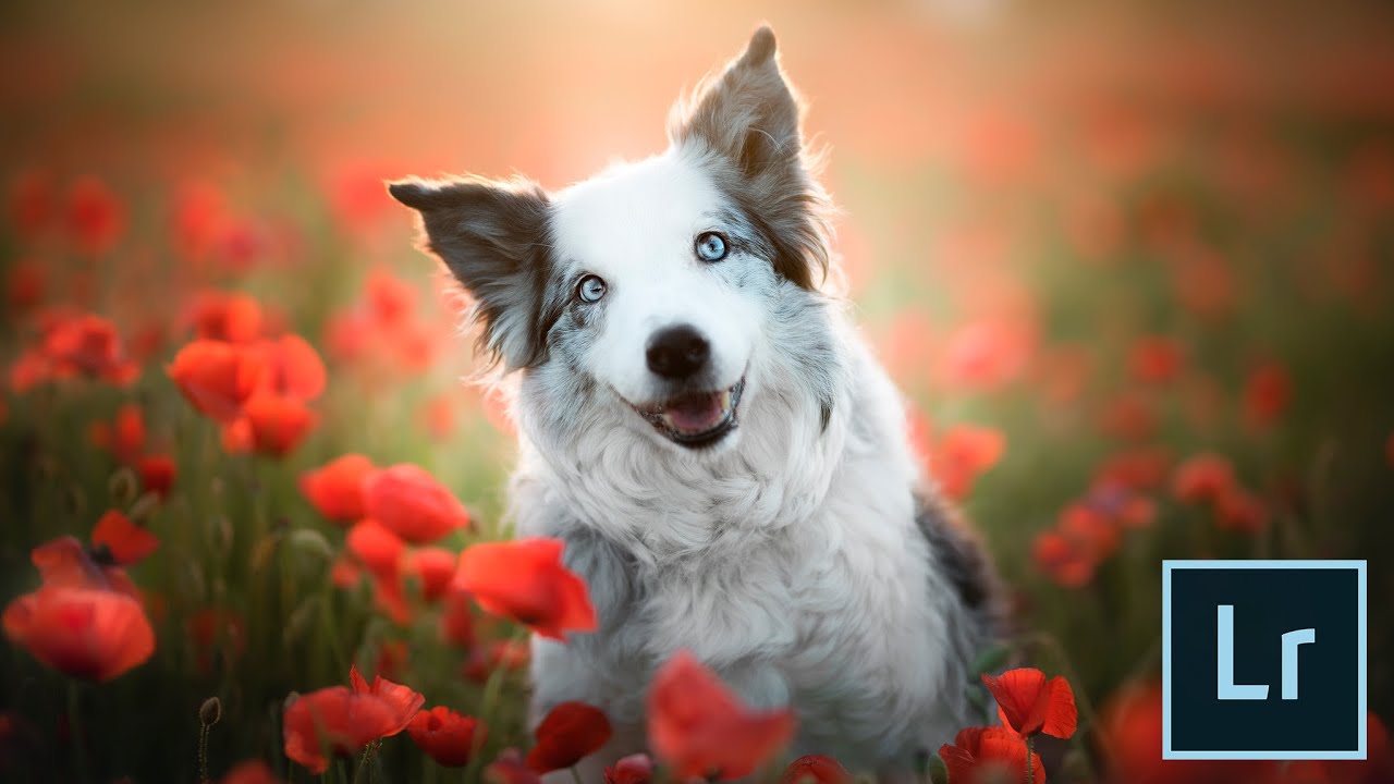 DOG PORTRAIT EDITING - LIGHTROOM ONLY