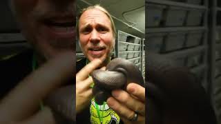 The Real Life Poop Snake The Calabar Burrowing Python From West Africa Such An Amazing But Cert