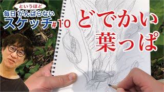 まいにち水芭蕉#10 スケッチが上手く描けない！【デッサン初心者】字幕付