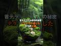 苔テラリウムに向いている土とは