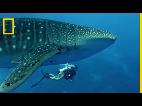 Le requin-baleine, plus grand poisson au monde