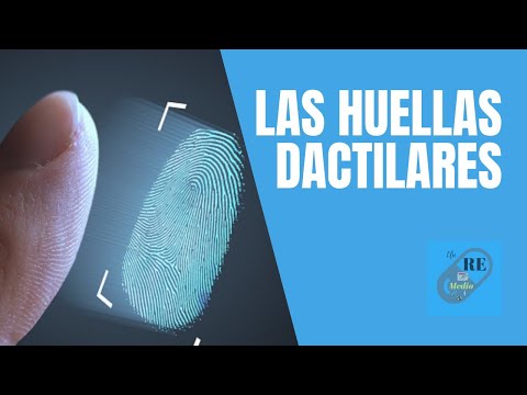 Vídeo: Las Huellas Dactilares Del Repertorio Inmune Mediante Análisis De Componentes Principales Revelan Características Compartidas En Grupos De Sujetos Con Exposiciones Comunes