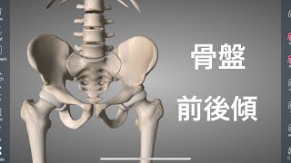 骨盤の前傾後傾と股関節の動きの共通点を解説