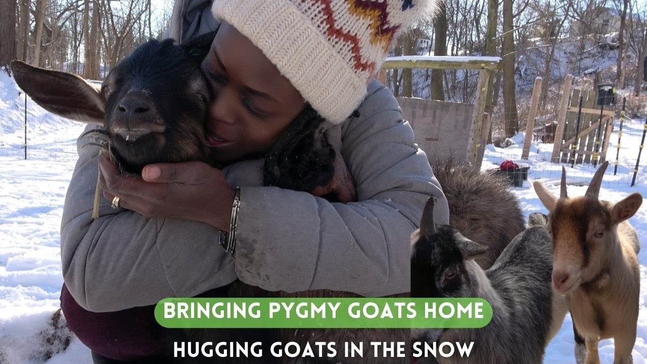 Introducing the Pygmy Goat 🐐 a very cute pet 😍 #pygmygoats #goat #cu, Pygmy  Goat